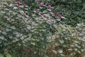 Rose glory bower Clerodendrum bungei plants in natural habitat